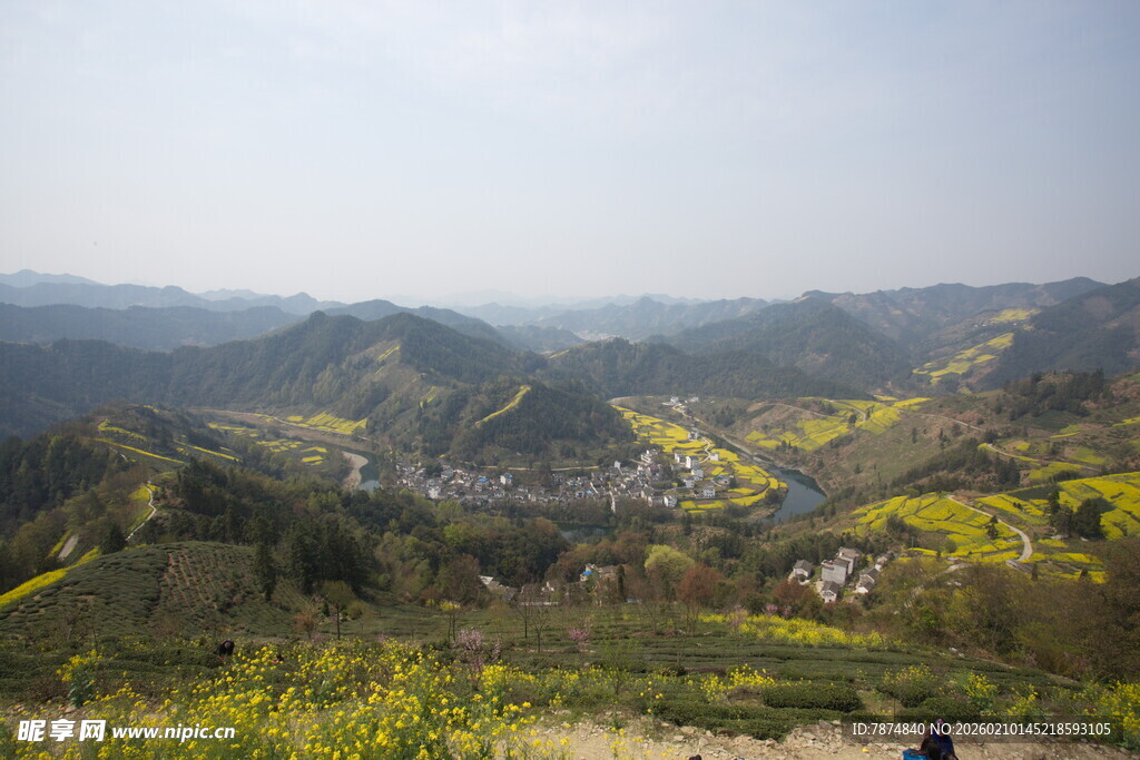 春日山间烂漫油菜花海