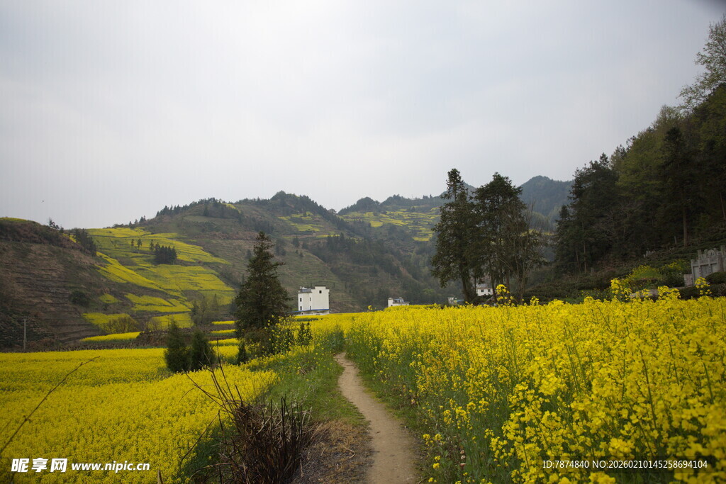 春日乡间油菜花田美景