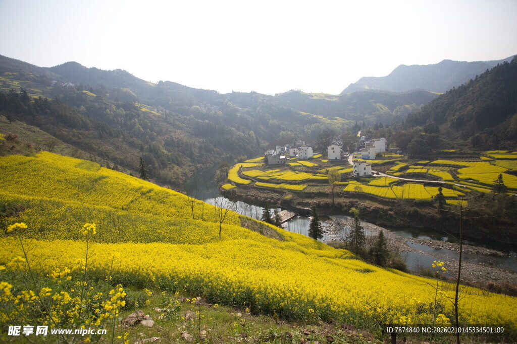 山间油菜花海中的村落