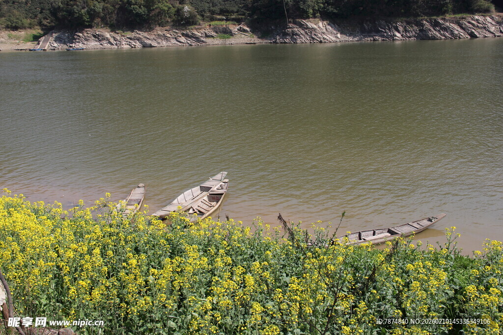 湖畔油菜花绽放美景