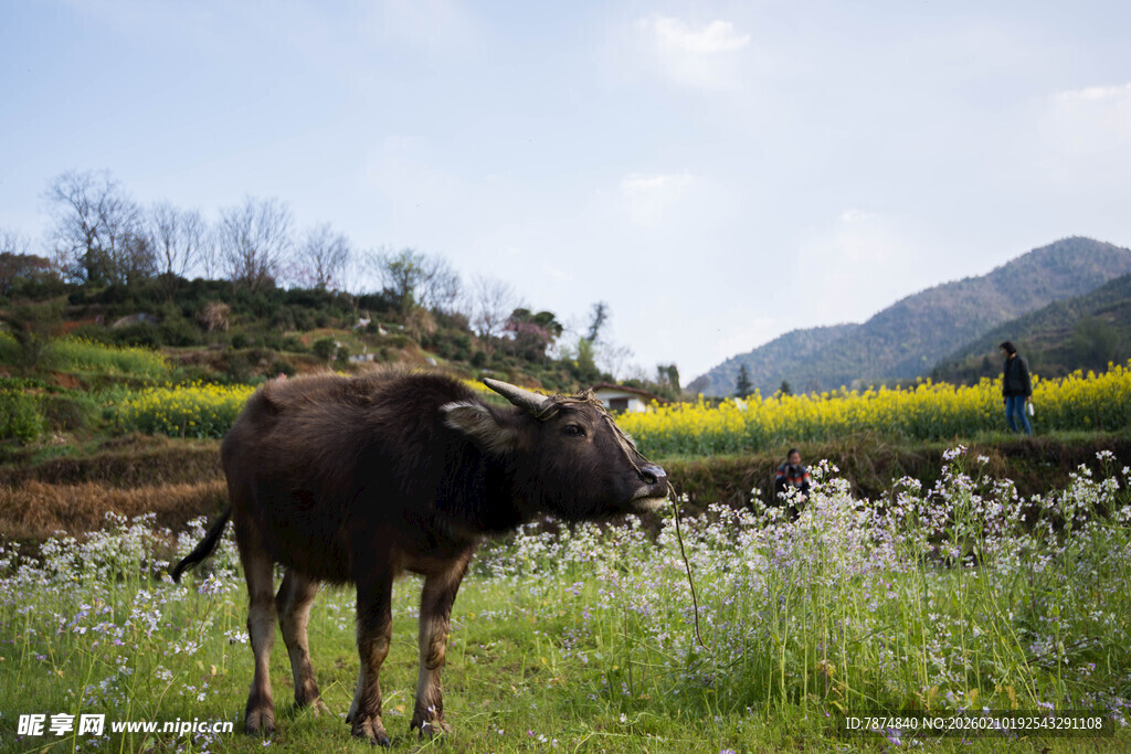婺源田野间的水牛与美丽风光