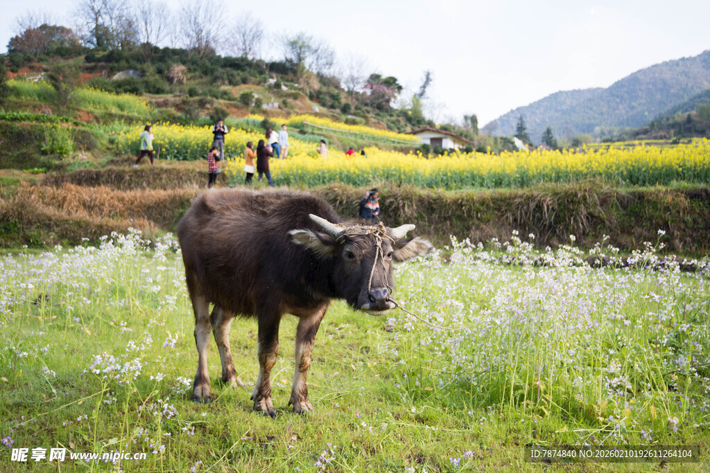婺源田野间的水牛与田园风光