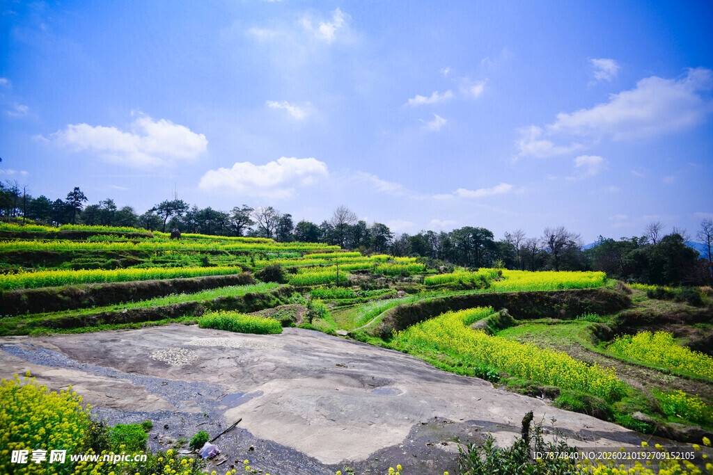 婺源美丽梯田田园风光景色