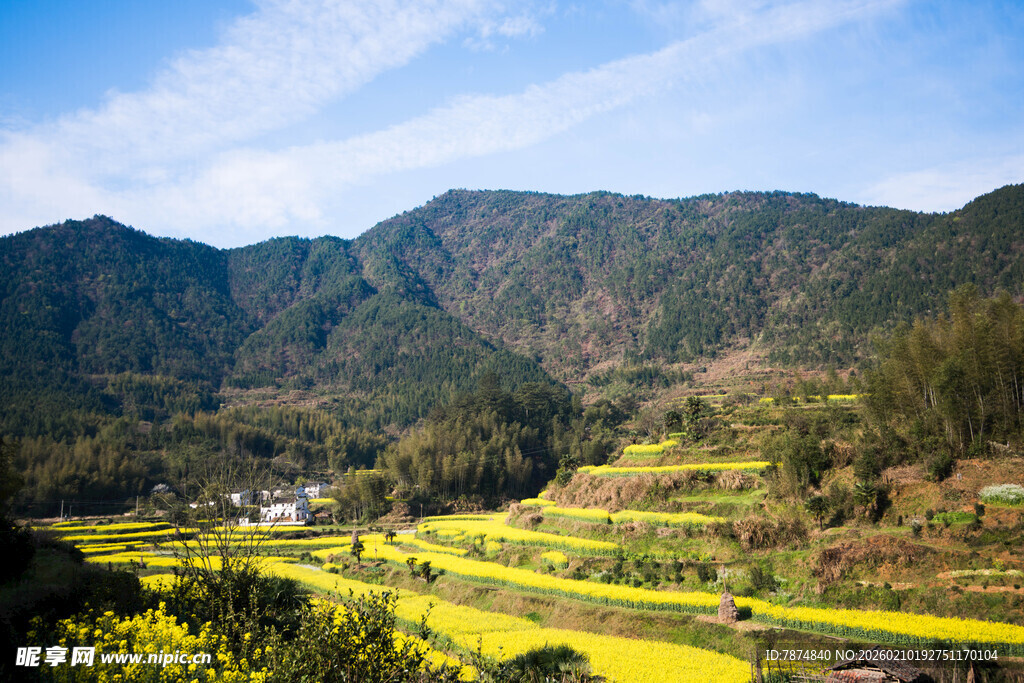婺源山间梯田油菜花美景