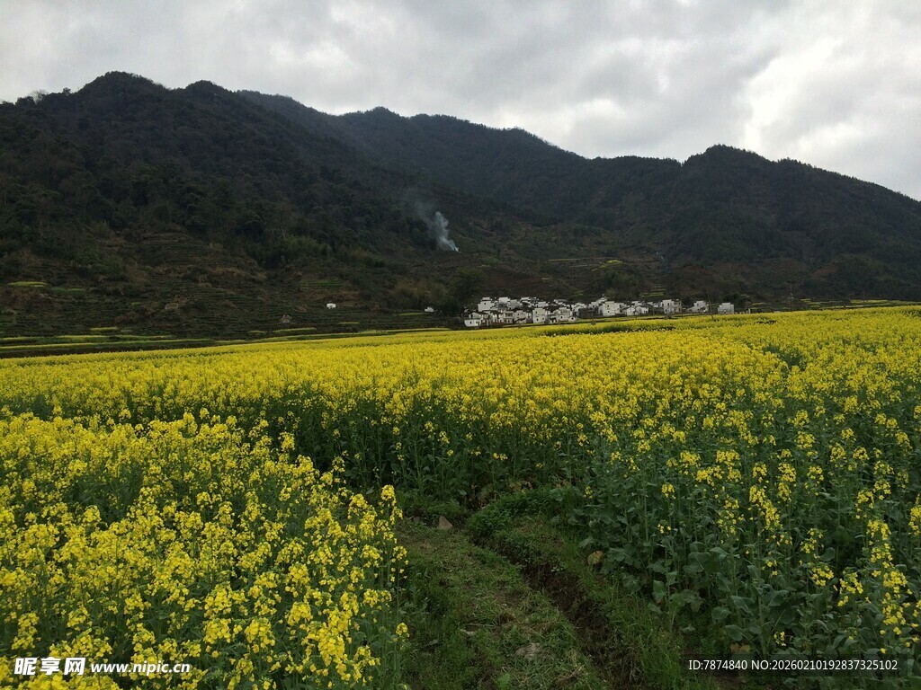 婺源金黄油菜田与远山美景