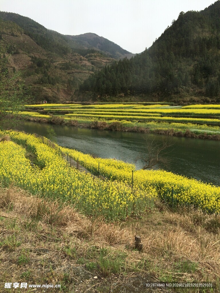 婺源春日河畔油菜花田美景