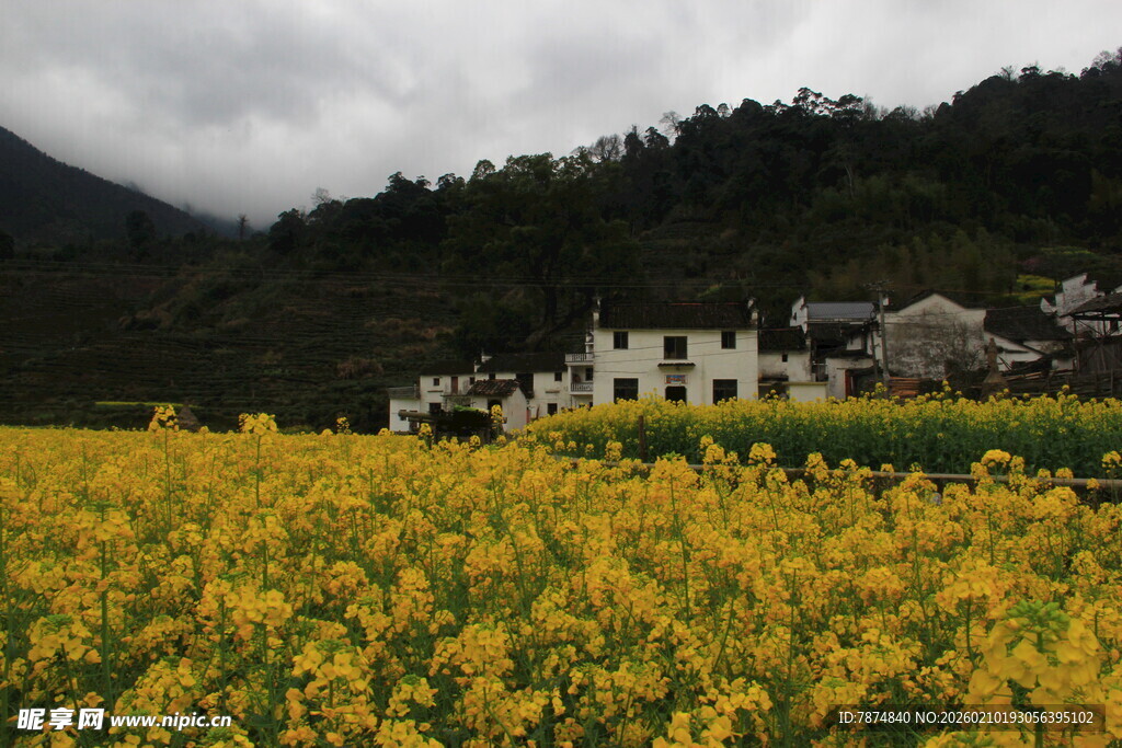 婺源金黄油菜田旁的山村美景