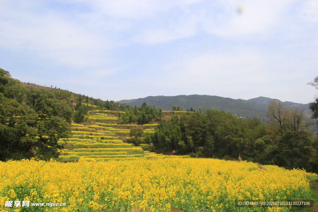 婺源山间灿烂的金黄油菜花田