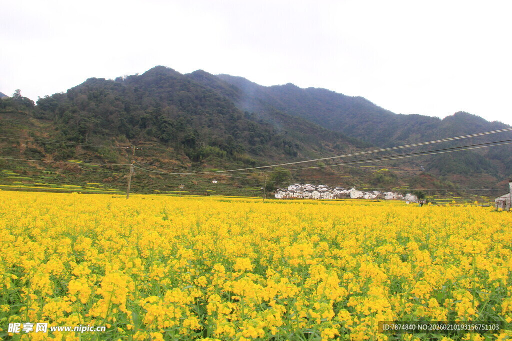 婺源金黄油菜田 远山入画景