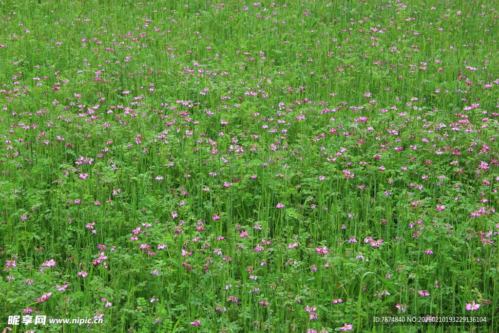 婺源翠绿草地间点缀着小花