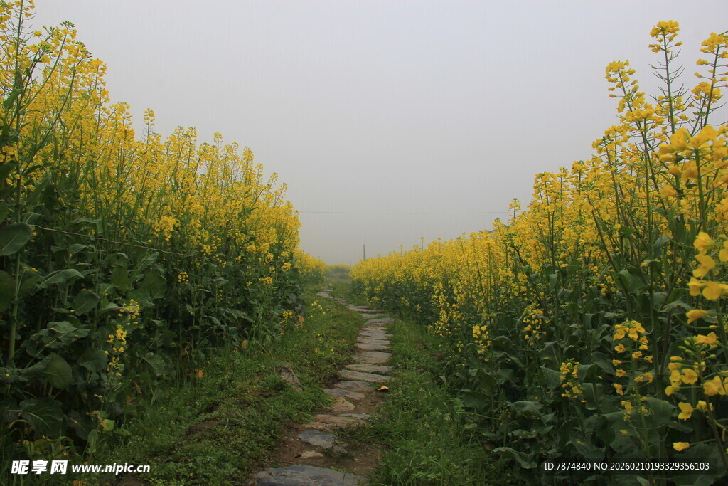 婺源雾中油菜小径美景
