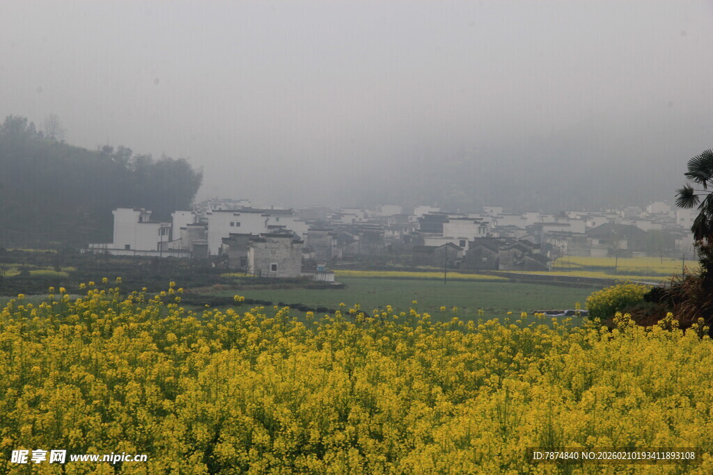 婺源雾中油菜田与远处村落