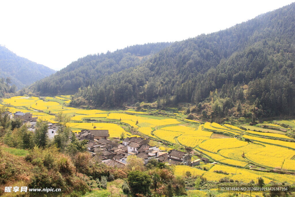 婺源山间金黄梯田村落美景