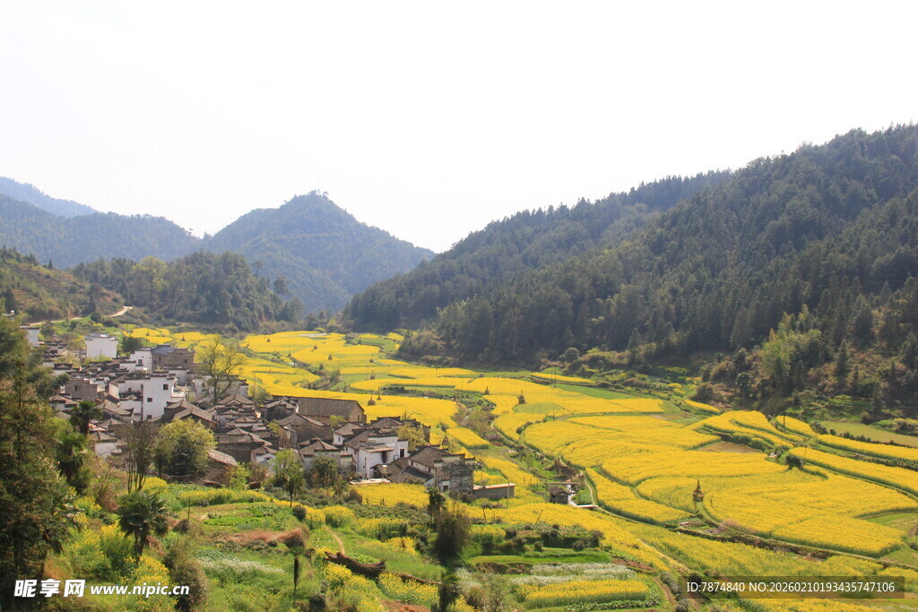 婺源山间金黄梯田村落美景