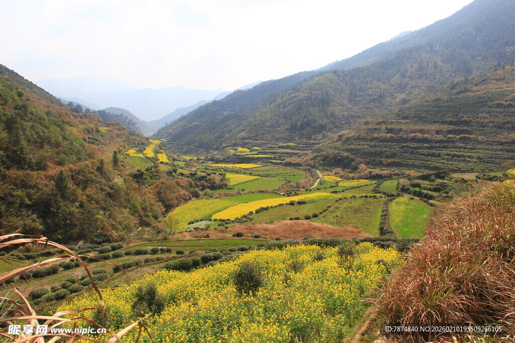 婺源山间梯田油菜花美景