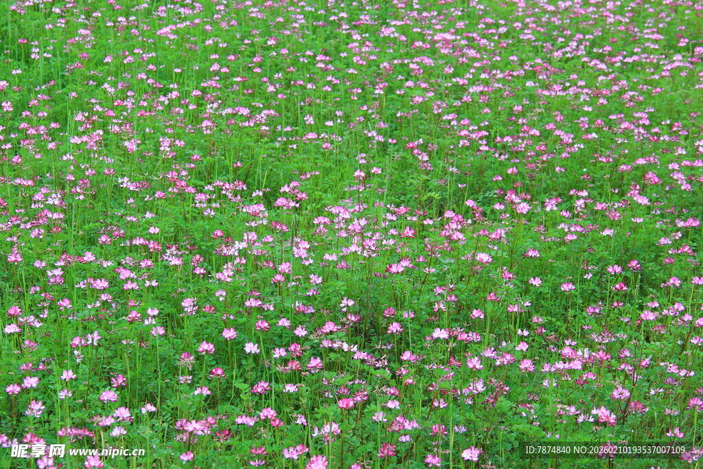 婺源绿草间点缀的粉色小花