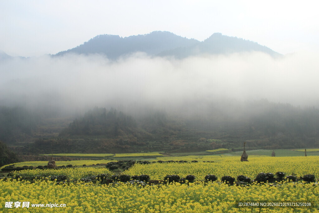 婺源山间油菜田 云雾绕青山