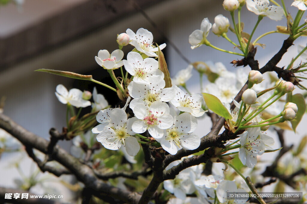 婺源枝头绽放的洁白梨花
