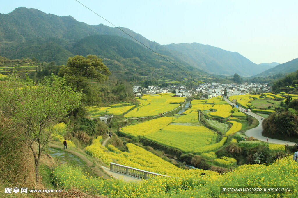 婺源山间梯田油菜花田园美景