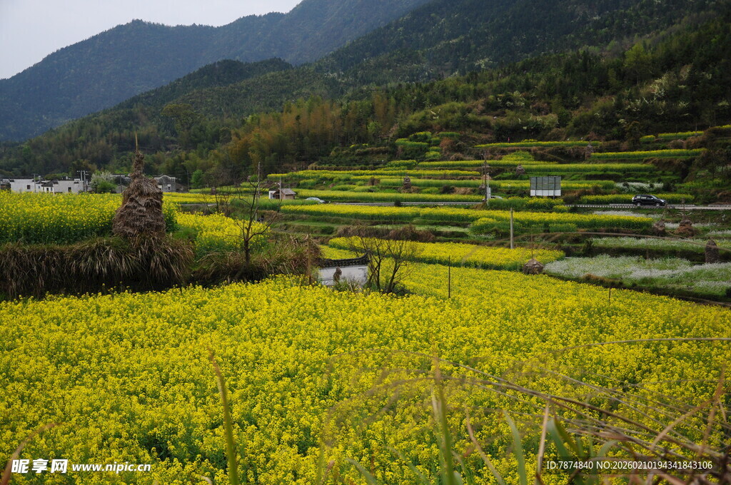 婺源春日梯田油菜花美景