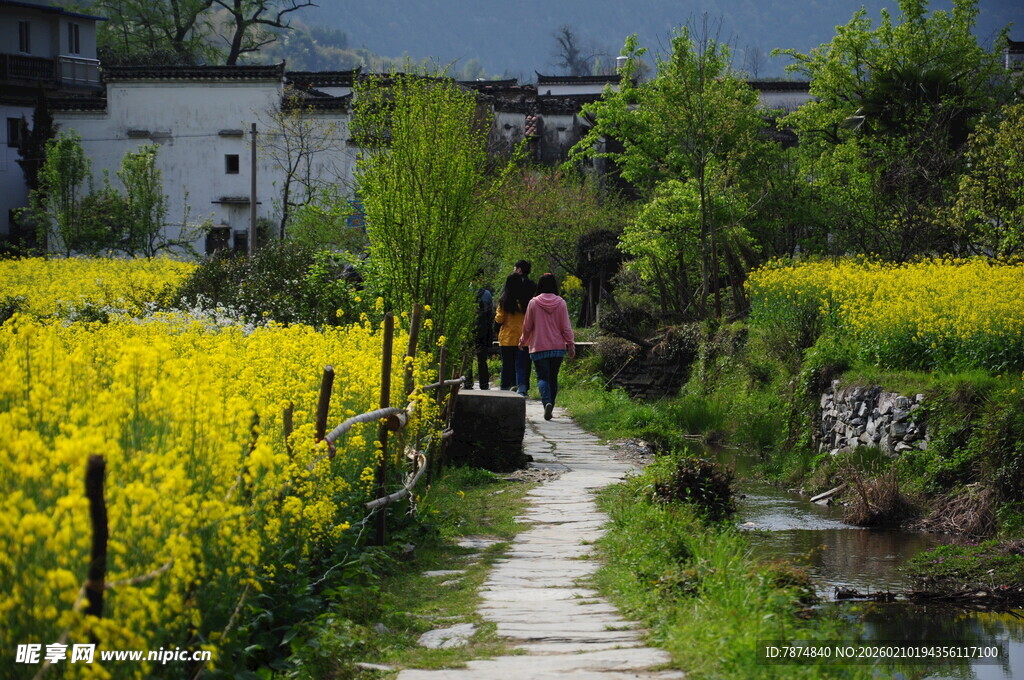 婺源春日乡间小道赏油菜花