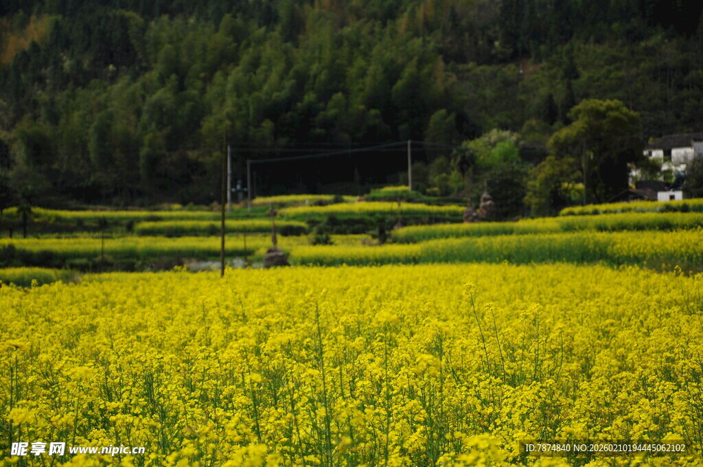 婺源金黄油菜田的乡村美景