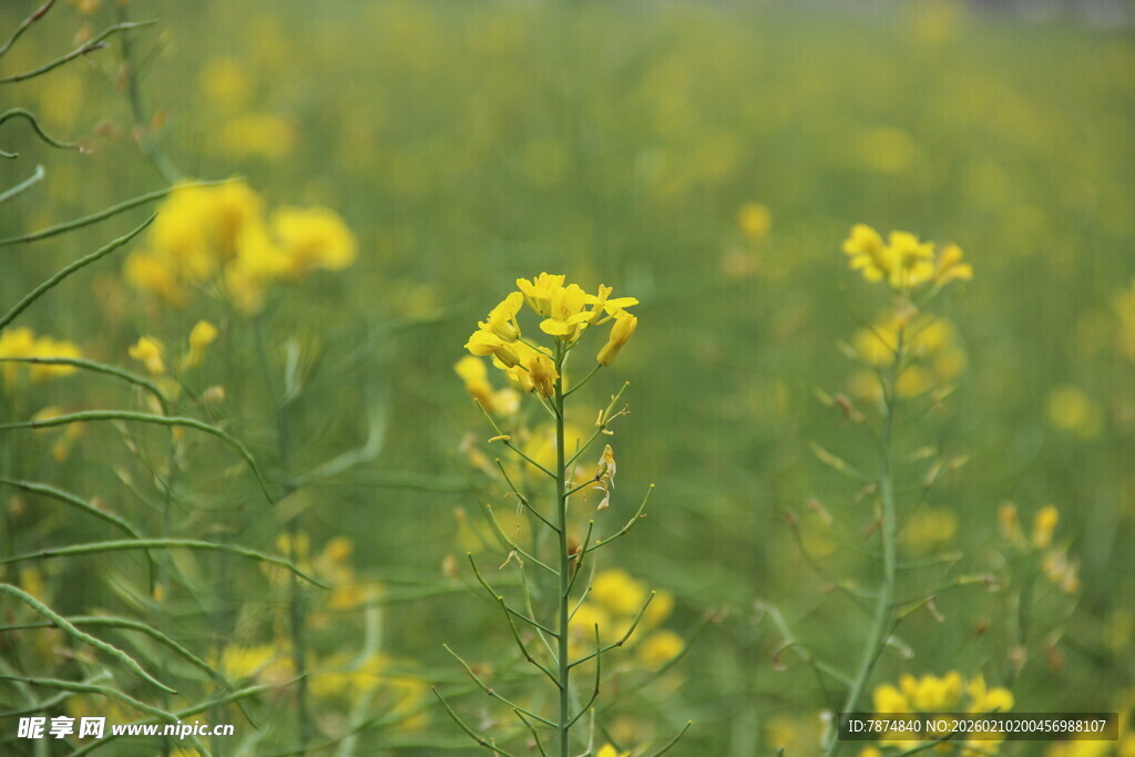 婺源春日油菜花田美景