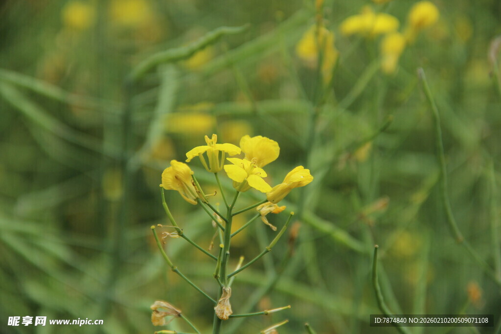 婺源田野中的黄色小花