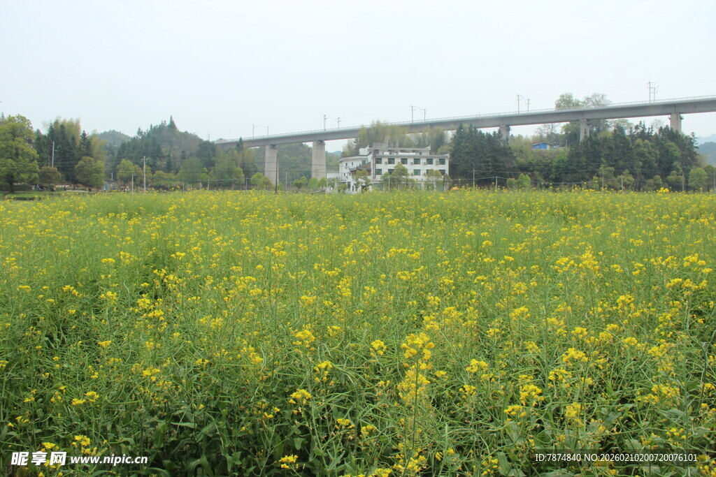 婺源田野黄花与远处桥梁