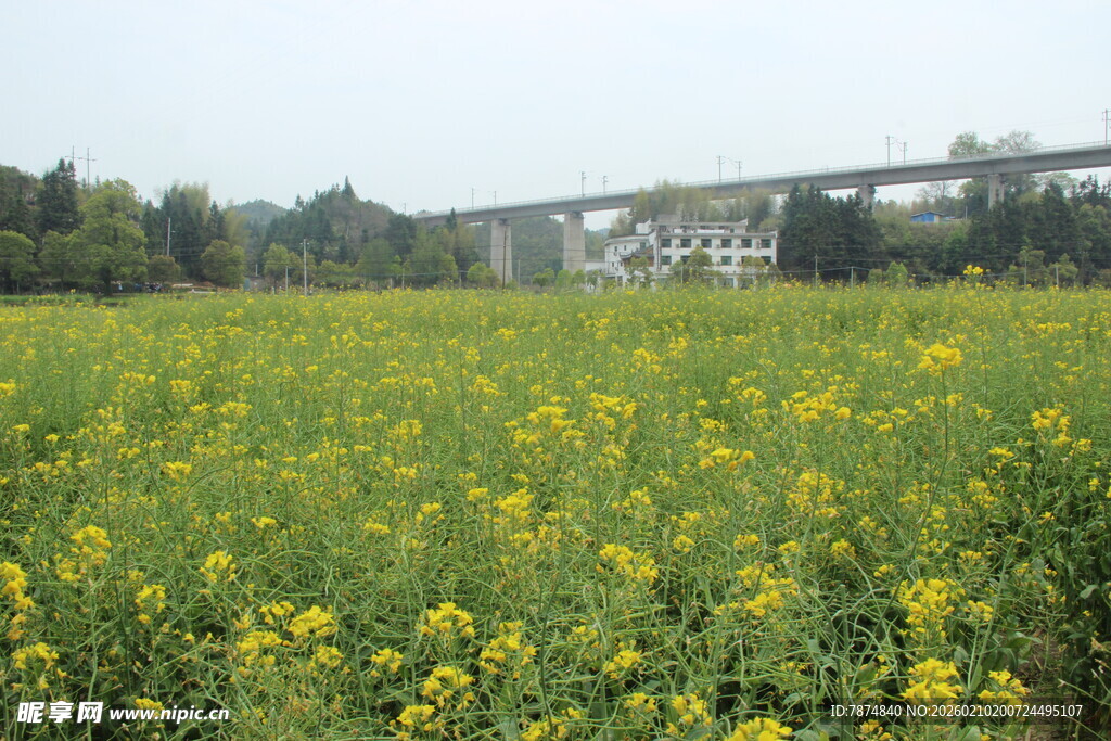 婺源金黄油菜田与远处桥梁