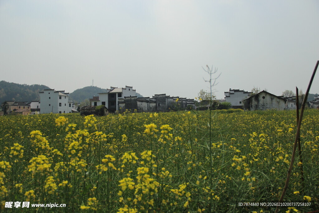 婺源春日油菜花田田园风光