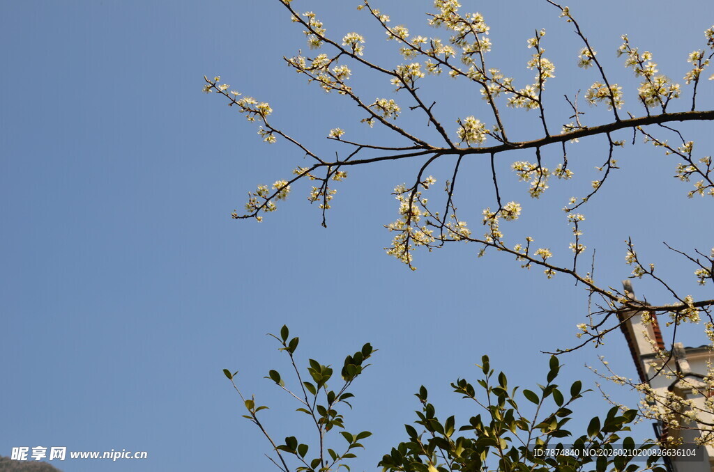 婺源枝头繁花映蓝天