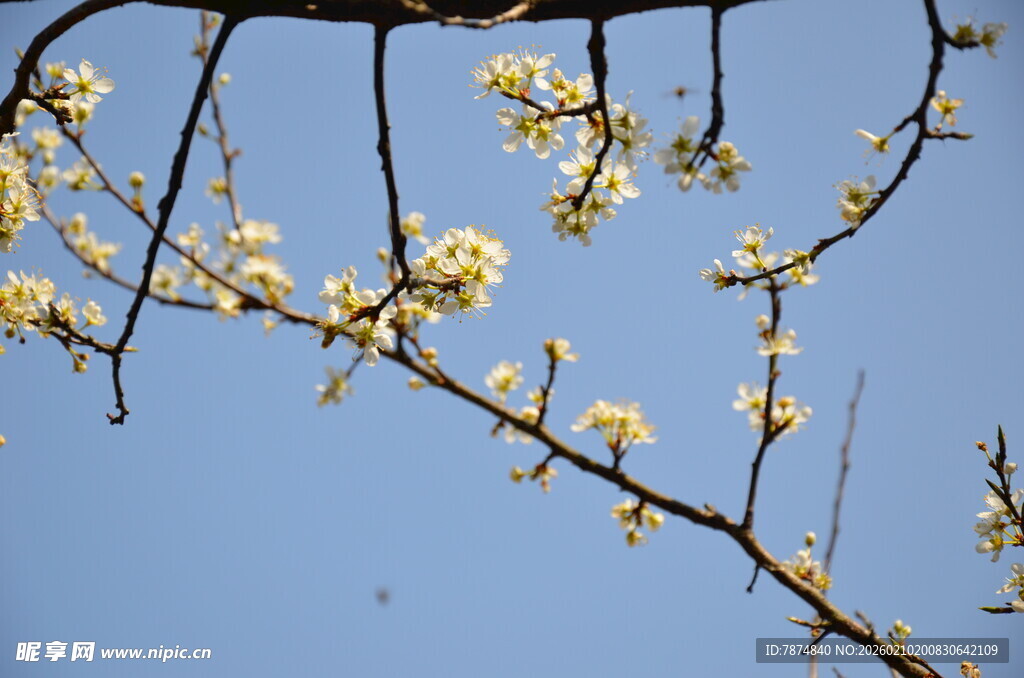 婺源枝头繁花绽于蓝天之下