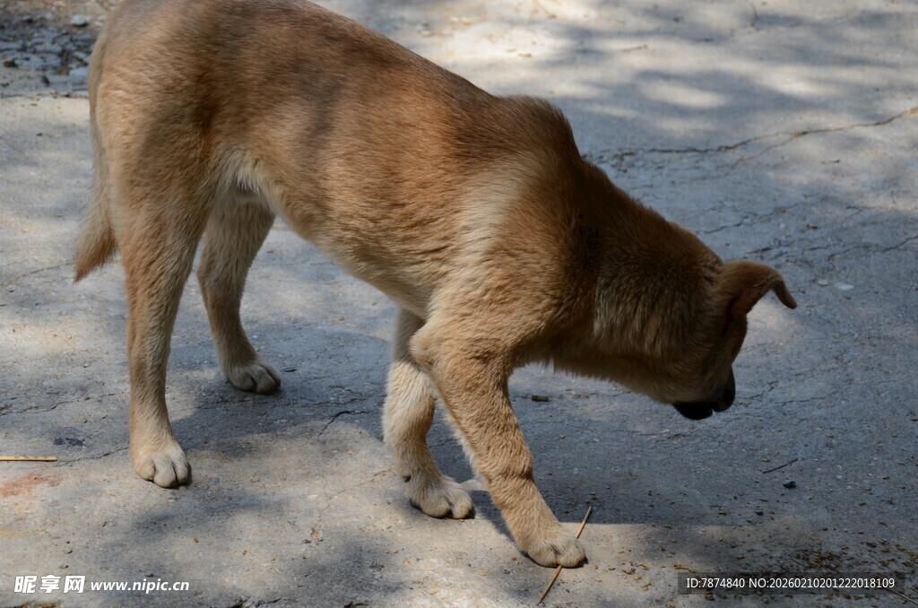婺源低头嗅地的棕色小狗