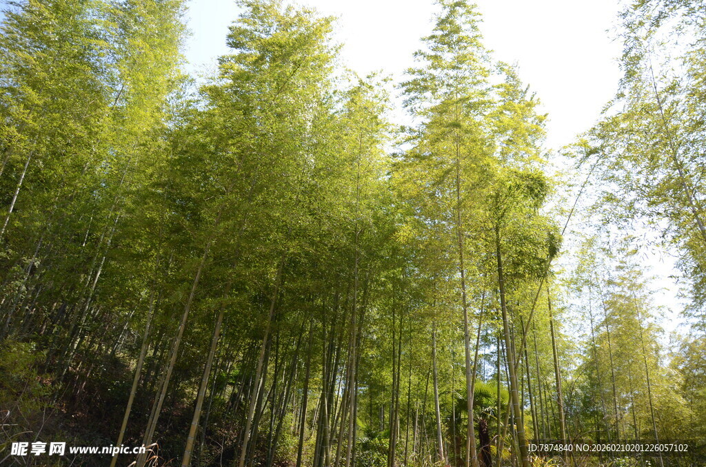 婺源翠绿竹林 清新自然之景