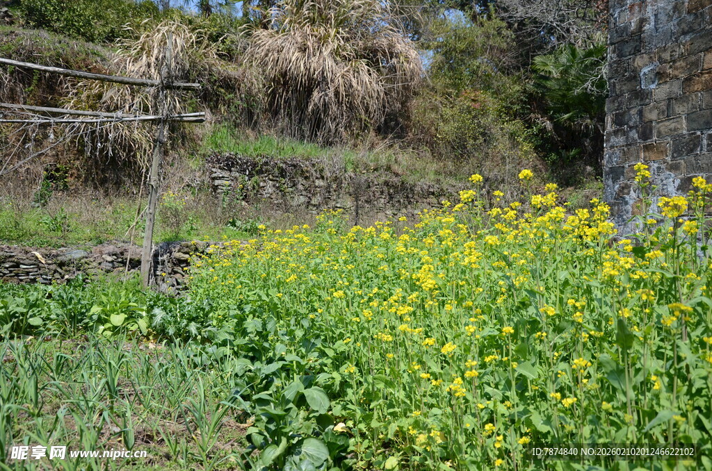 婺源田园间的灿烂油菜花田