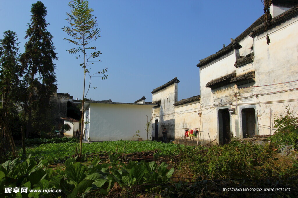 婺源乡村白墙民居旁的绿意
