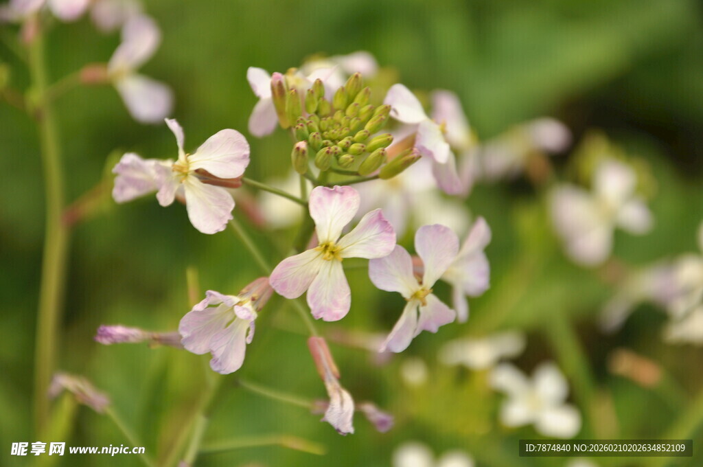 婺源清新白色小花绽放