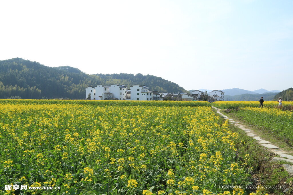 婺源春日油菜田中的乡间小径