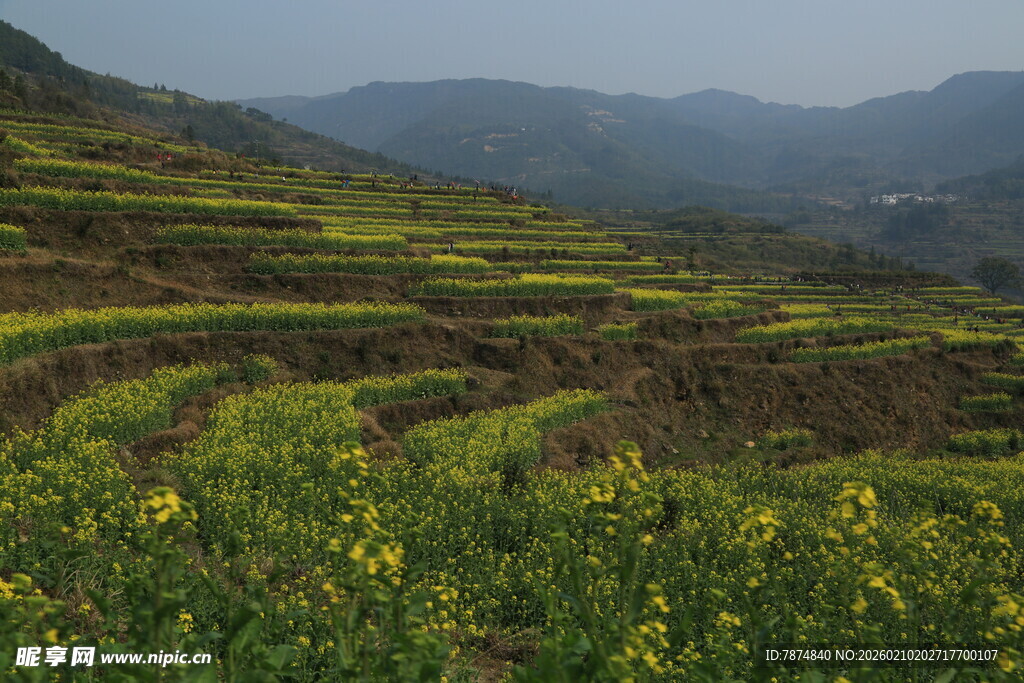 婺源山间梯田油菜花美景