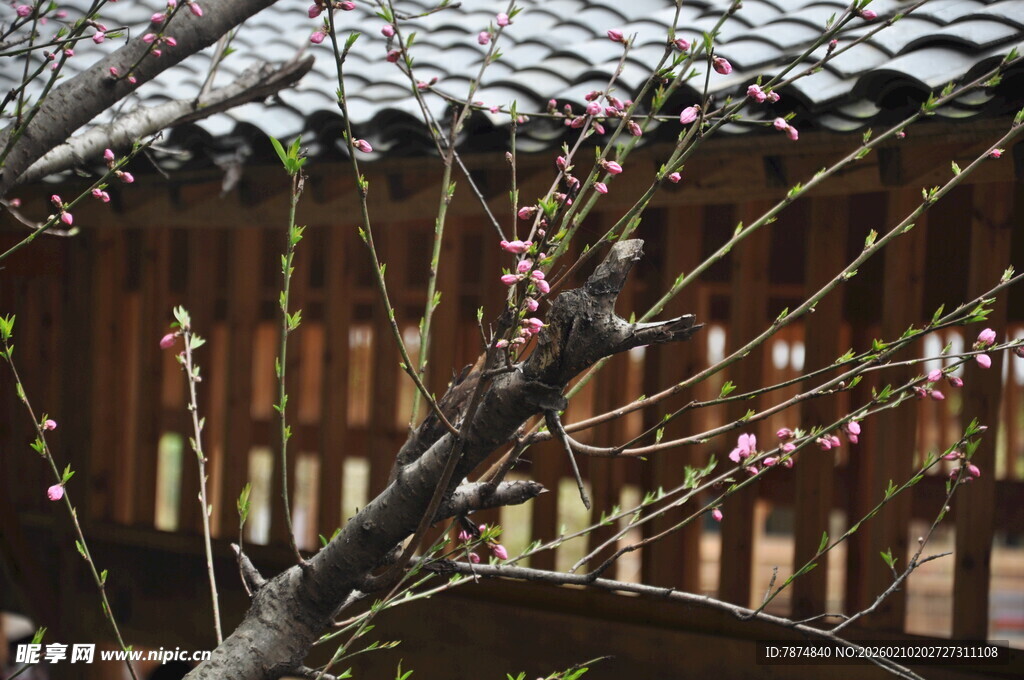 婺源枝头绽新花 古朴景致美