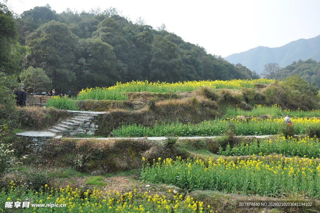 婺源山间多彩梯田田园美景