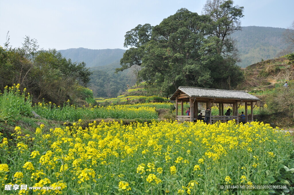 婺源田园黄花间的休憩小亭