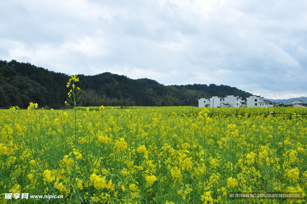 婺源金黄油菜田 远山云雾景