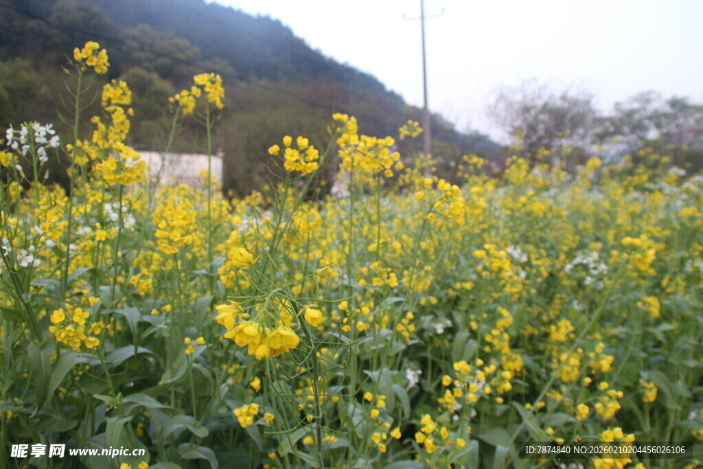 婺源春日油菜花海美景