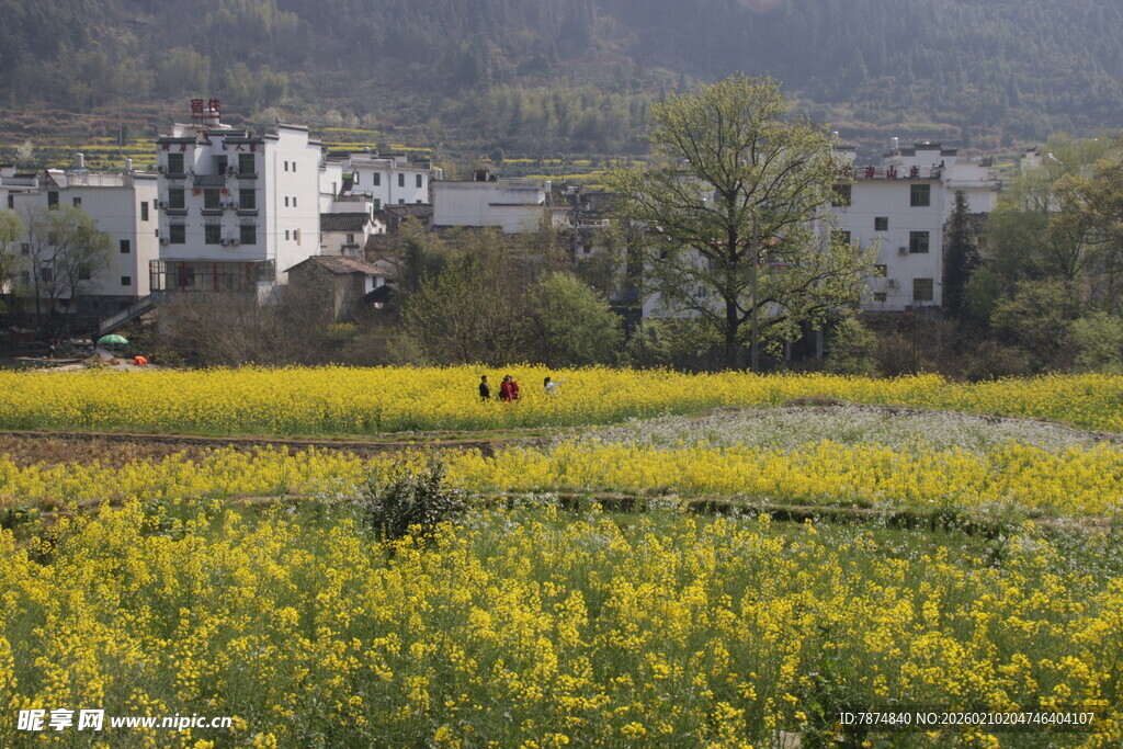 婺源春日田野间的烂漫油菜花景