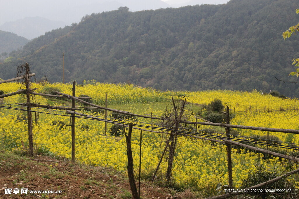 婺源山间油菜花田与围栏景致