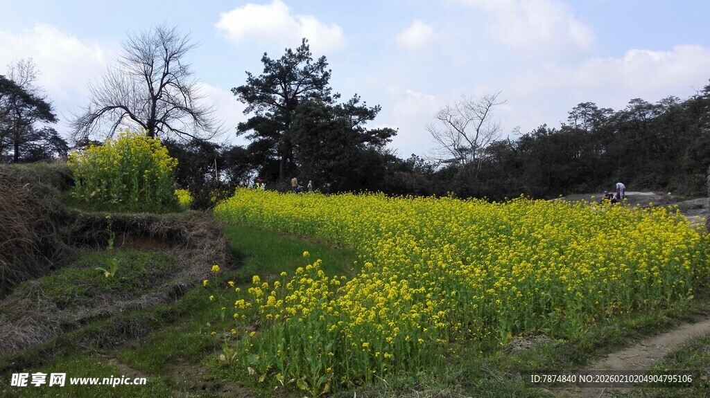 婺源春日油菜花田美景