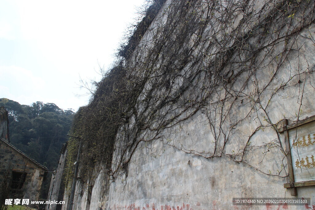 婺源爬满藤蔓的古老墙面