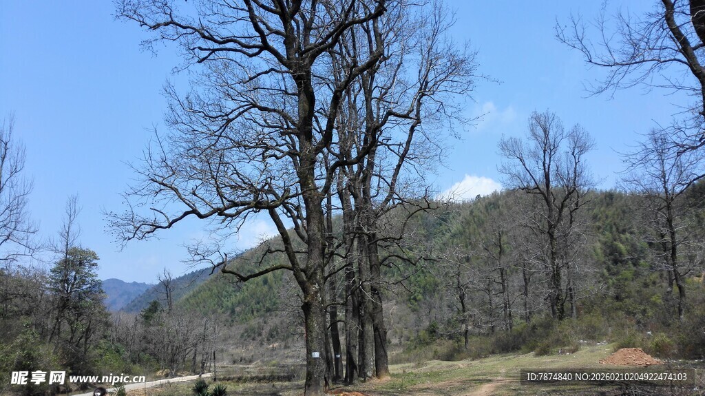 婺源冬日枯树林景观